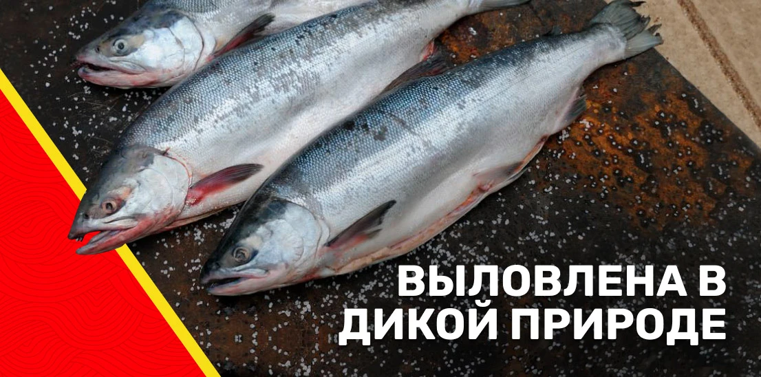 Выловлена в дикой природе