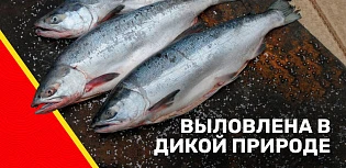 Выловлена в дикой природе